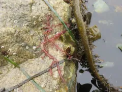 Dasya plumosa thumbnail 4