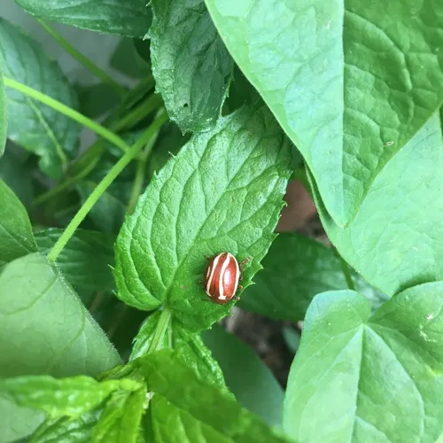 Moon-marked Leaf Beetle