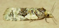 Henricus infernalis thumbnail 3