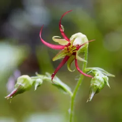 Oregon Bolandra thumbnail 1