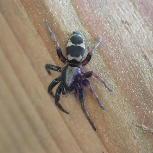 Common Patterned Ant-mimic Ground Spider