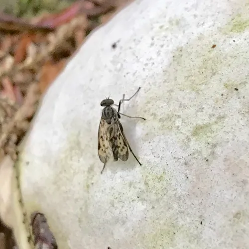 Lesser Variegated Snipe Fly