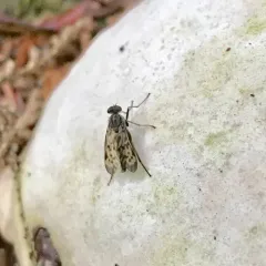 Lesser Variegated Snipe Fly thumbnail 1