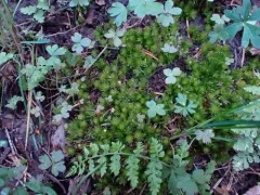 Roell's Moss thumbnail 2