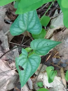 Halberd-leaved violet thumbnail 1