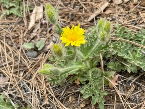 mountain hawksbeard
