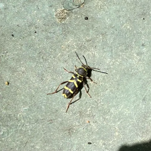 Clytus marginicollis
