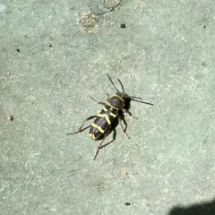Clytus marginicollis thumbnail 1