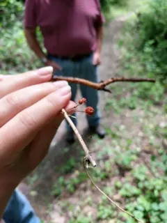grass parachute thumbnail 4