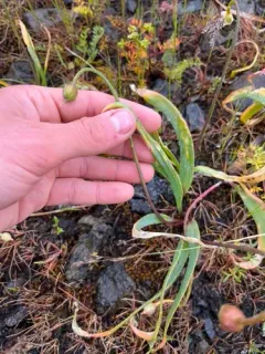 Douglas' Onion thumbnail 2