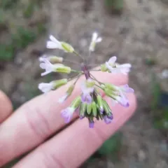 Graham's Rockcress thumbnail 3