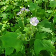 great waterleaf thumbnail 2