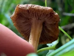 Redwood Rooter thumbnail 2