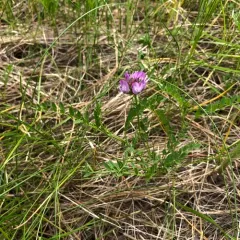 field milkvetch thumbnail 4