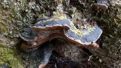 Phellinus cinereus thumbnail 2
