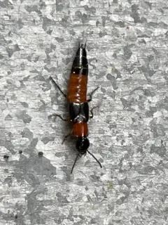 Laetulonthus laetulus thumbnail 3