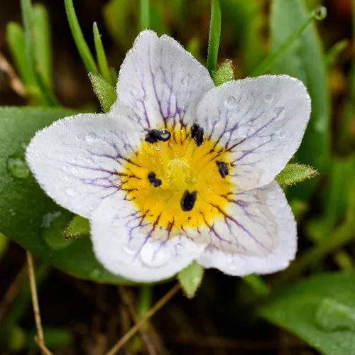 dwarf hesperochiron