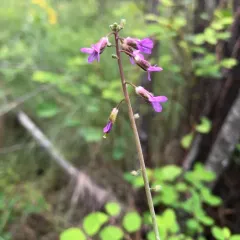 hairy stem rockcress thumbnail 2