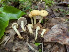 Leratiomyces riparius thumbnail 1