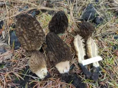 Morchella sextelata thumbnail 4