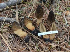 Morchella septimelata thumbnail 4