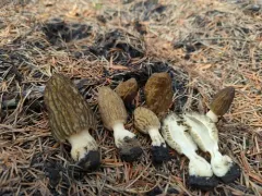 Fire Morel thumbnail 3