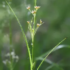 White Woodrush thumbnail 4