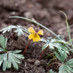 Shelton's Violet thumbnail 4