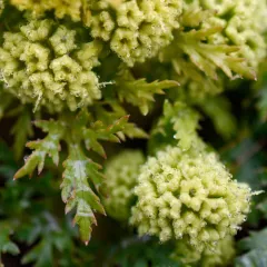 northern sanicle thumbnail 4