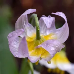 Klamath fawn lily thumbnail 2