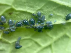 Garlic Mustard Aphid thumbnail 3