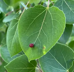 aspen leaf gall midge thumbnail 4