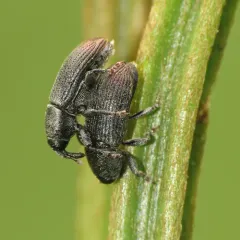 Stem Miner Weevil thumbnail 2