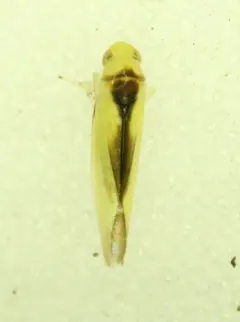 Edwardsiana commissuralis thumbnail 3