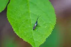 Coelichneumon navus thumbnail 1