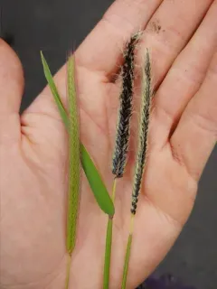 loose smut of barley thumbnail 2