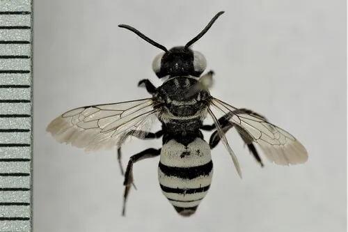 Triepeolus edwardi