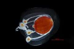 Euphysa flammea thumbnail 3