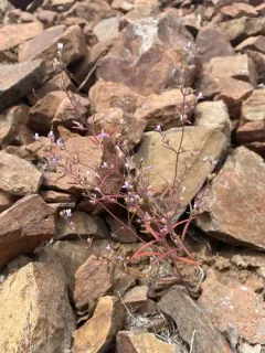 Sticky Blue-eyed Mary thumbnail 3