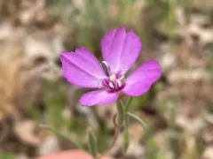 Lassen clarkia thumbnail 2