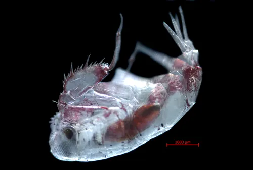 Primno abyssalis