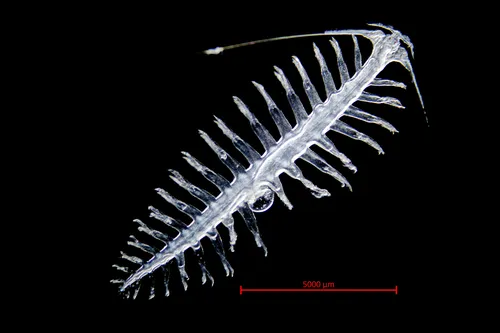 Tomopteris septentrionalis