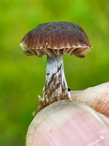 Naucoria bohemica