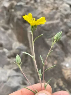 Oregon western rosinweed thumbnail 3