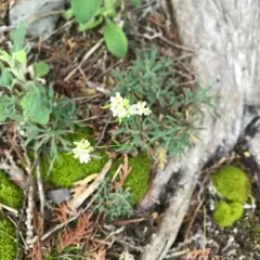 rock whitlow-mustard thumbnail 3