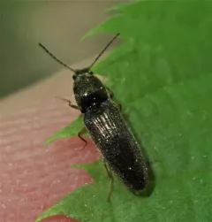 Oak Click Beetle thumbnail 4