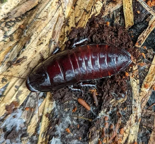 Cryptocercus clevelandi
