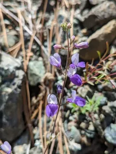 narrowleaf blue-eyed Mary thumbnail 2