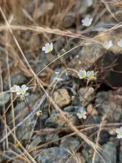 Douglas' stitchwort thumbnail 2