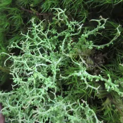 many-forked cladonia thumbnail 2